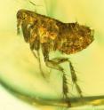 This flea preserved about 20 million years ago in amber may carry evidence of an ancestral strain of the bubonic plague.
