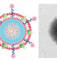 On the left is the schematic design of the TRAIL/Dox loaded platelet membrane-coated nanogel delivery system. The TRAIL is attached on the surface of membrane and Dox is loaded in the core of nanogel. On the right is a transmission electron microscope image of the drug delivery system. Black is the synthetic core nanogel, the outside shell is the platelet membrane.