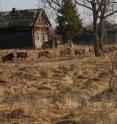 This photograph shows wild boar in a former village near the Chernobyl Nuclear Power Plant.