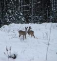 This photograph shows roe deer near where the Chernobyl Nuclear Power Plant disaster took place.