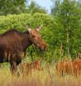 A family of moose roams free in the Chernobyl Exclusion Zone.