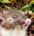 This is the Hog-nosed rat, <i>Hyorhinomys stuempkei</i>, discovered by LSU Museum of Natural Science Mammal Curator Jake Esselstyn and colleagues on Sulawesi Island, Indonesia.