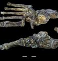 This is a digital reconstruction of the foot of <i>Homo naledi</i>.