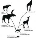 An illustration of neck elongation and shortening within the giraffe family.