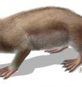 Living reconstruction of the Cretaceous mammal <i>Spinolestes xenarthrosus</i>.