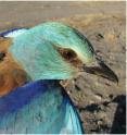 This is a picture of geolocators in an European roller.
