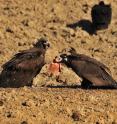 These are vultures eating in Korea.