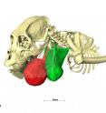 This is a computer generated 3-D model of a Bolivian red howler (<em>Alouatta sara</em>), with the hyoid bone in red.