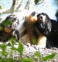 This photo shows a group of black and gold howler monkeys roaring. This species commonly has several adult males (black fur) and adult females (golden fur) in a group.