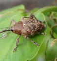 Specialized insects such as the acorn weevil (<i>Curculio glandium</i>) seem to be the most sensitive to climate change in Europe, the study shows.