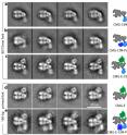 A series of electron micrographs show the barrel-shaped helicase, which is the enzyme that separates the two DNA strands, along with other components of the replisome, including polymerase-epsilon (green).