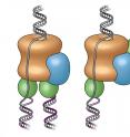 Previously (left), the replisome's two polymerases (green) were assumed to be below the helicase (tan), the enzyme that splits the DNA strands. The new images reveal one polymerase is located at the front of the helicase, causing one strand to loop backward as it is copied (right).