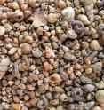 Many of the new snails were discovered by sieving soil; in some areas, a few litres of soil can yield thousands of micro-snail shells, most, such as these from Peninsular Malaysia, measuring just one or two millimetres.