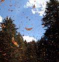 Monarchs take flight at a wintering site in central Mexico.