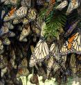 Monarch butterflies are shown at a wintering site in central Mexico cluster in a tree to sun their wings.