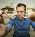 Dr. Julien Louys holds the jaw bone of a giant rat species discovered on East Timor, up against a comparison with the same bone of a modern rat