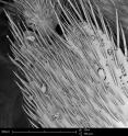 SEM images are of a hairs on a honeybee's forelimb.