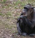 Chimpanzees who have been separated within the first two years of their mothers are limited in their social grooming behavior.
