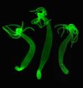 This image shows the nervous system of about 1 cm-long Hydra revealed here with a fluorescent green marker.