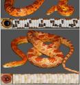 (Above) Wild-type corn snakes typically exhibit, over a light orange background coloration, a pattern of dark orange dorsal saddles and lateral blotches that are outlined with black; the ventral scales are covered with a black and white checker pattern and the eyes show a black pupil and orange iris.
(B) Amelanistic corn snakes lack all signs of melanin: the black outline of the dorsal saddles and lateral blotches is replaced by white skin, and melanin is lacking in the iris and cornea.