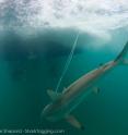 In this image, a blacktip shark fights the process of capture by fishing gear.