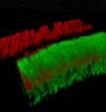 Cross section of the sensory epithelium of the developing inner ear in a mouse showing the calcium activated chloride channel TMEM16A (green) in the membranes of supporting cells that surround inner hair cells (red).