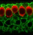 Cross section of the sensory epithelium of the developing inner ear in a mouse showing the calcium activated chloride channel TMEM16A (green) in the membranes of supporting cells that surround inner hair cells (red).