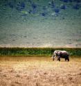 This photo shows a savannah elephant, one of many animals expected to be affected by poaching with a dramatic expansion of African roads.