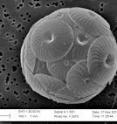 This is a scanning electron microscope image of a coccolithophore, which can measure from 5 to 15 microns across, less than a fifth the width of a human hair.
