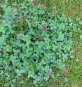 Six red clover varieties with diverse architectures and traits have recently been selected as parents of the next-year generation, after positive field trails in IBERS last summer that scored plants from around Europe. These activities are part of the project 'Comparative population genomics of red clover domestication and improvement' funded by BBSRC.