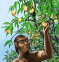 <i>Homo erectus</i>, a long-extinct hominid species, may have enjoyed peaches much like those we eat today. Peach fossils more than 2.5 million years old have been discovered in China, showing that the wild ancestors of today's peaches were already well-established before either <i>Homo erectus</i> or modern humans arrived on the scene.