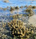 Intertidal acropora corals exposed to air at low tide.