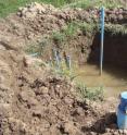 Artificial pits were made to simulate the permanent wetlands within the variable wetland site.