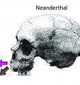 Growth directions of the maxilla in the Sima de los Huesos (SH) and Neanderthals compared to modern humans. This impacts facial growth in at least two ways. (i) Extensive bone deposits over the maxilla in the fossils are consistent with a strong forward growth component (purple arrows); whereas resorption in the modern human face attenuates forward displacement (blue arrow). (ii) Deposition combined with larger developing nasal cavities in the fossils displaces the dentition forward generating the retromolar space characteristic of Neanderthals and also in some SH fossils.