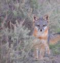 A male fox is in Banning Meadow on Santa Catalina Island. A team of scientists led by UC Davis found alarming rates of ear mites and ear canal tumors in the endangered foxes. Ear mite treatments they initiated have since dramatically reduced the problem, their studies show.