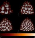 "Outflows" (red), regions where plumes of hot gas escape the intense nuclear burning at a star's surface, form at the onset of convection in the helium shell of some white dwarf stars. This visualization depicts early convection on the surface of white dwarf stars of different masses.