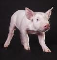 Porcine reproductive and respiratory virus can have devastating effects on pigs, including mortality.