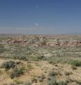 This is a photograph of typical fossiliferous exposures of the Willwood Formation in the southern Bighorn Basin.