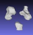 This image shows the ankle bones of Galecyon in dorsal (top) view.  Elements are (clockwise from top left) astragalus, calcaneus, and cuboid.