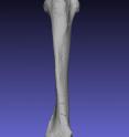 Here is the humerus (arm) bone of Galecyon in anterior (front view).