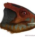 Researchers have described a new species of plant-eating dinosaur, <em>Hualianceratops wucaiwanensis</em>, that stood on its hind feet and was about the size of a spaniel.