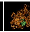This is a photograph of a front and side-views of the catalytic domain of the cellulase TrCel7a shows how the enzyme ingests strands of cellulose, shown in green.