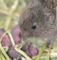 A female vole and her pups are with the male vole in the background. Researchers at The University of Texas at Austin have found that natural selection drives some male prairie voles to be fully monogamous and others to seek more partners. The surprising contrasts in the animals' brains result from differences in their DNA.