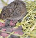 A vole female with her pups and no male are shown. Researchers at The University of Texas at Austin have found that natural selection drives some male prairie voles to be fully monogamous and others to seek more partners. The surprising contrasts in the animals' brains result from differences in their DNA.