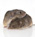This image shows a pair of voles, one with an ear tag that is used as a unique identifier for the vole.