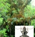 A moss covered ohia tree in Maui rainforest with a <i>Mecyclothorax rex</i> beetle inset. These beetles often live and feed within moss mats on trees, thereby escaping the extensive rainfall that floods Haleakala's windward slopes.