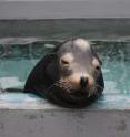 California sea lion Blarney McCresty was treated for domoic acid toxicity during his rehabilitation at the Marine Mammal Center in Sausalito.