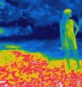 Mosquitos seek out heat to help them find blood. Researchers are examining the molecular mechanisms behind this behavior. Above, a thermal image from a sunlit patch of grass in Central Park in New York City.