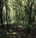 A Southern Wisconsin woods being strangled by buckthorn, a tree that was sold in nurseries and started to invade the region over the past half-century. As buckthorn excludes all other vegetation, this site that was formerly dominated by oak shows some of the ways that human activity has changed the relationship among species, as described by UW-Madison botany professor Donald Waller and co-authors in a new study in the journal Nature.