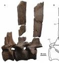 This is a photograph of dorsal vertebrae series of the holotype specimen of Morelladon beltrani (CMP-MS-03).

CMP-MS-03-06, -07 (including CMP-MS-03-17 and -29) and -05 (including CMP-MS-03-08) in left lateral 

(A) view. Interpretive drawing of CMP-MS-03-05 (including CMP-MS-03-08 neural spine) in left lateral 

(B) view. Abbreviations: ns, neural spine; poz, postzygapophysis; pre, prezygapophysis; rec, vertical recess; tp, transverse process.